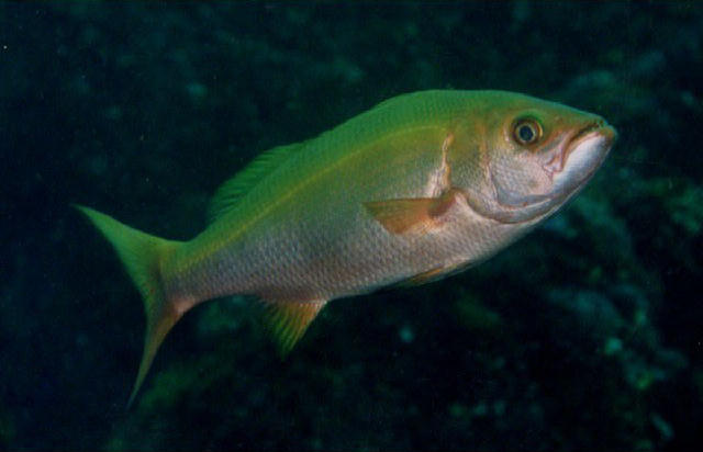 Randallichthys filamentosus